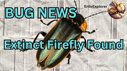 Bug News - New Firefly Found in Amber