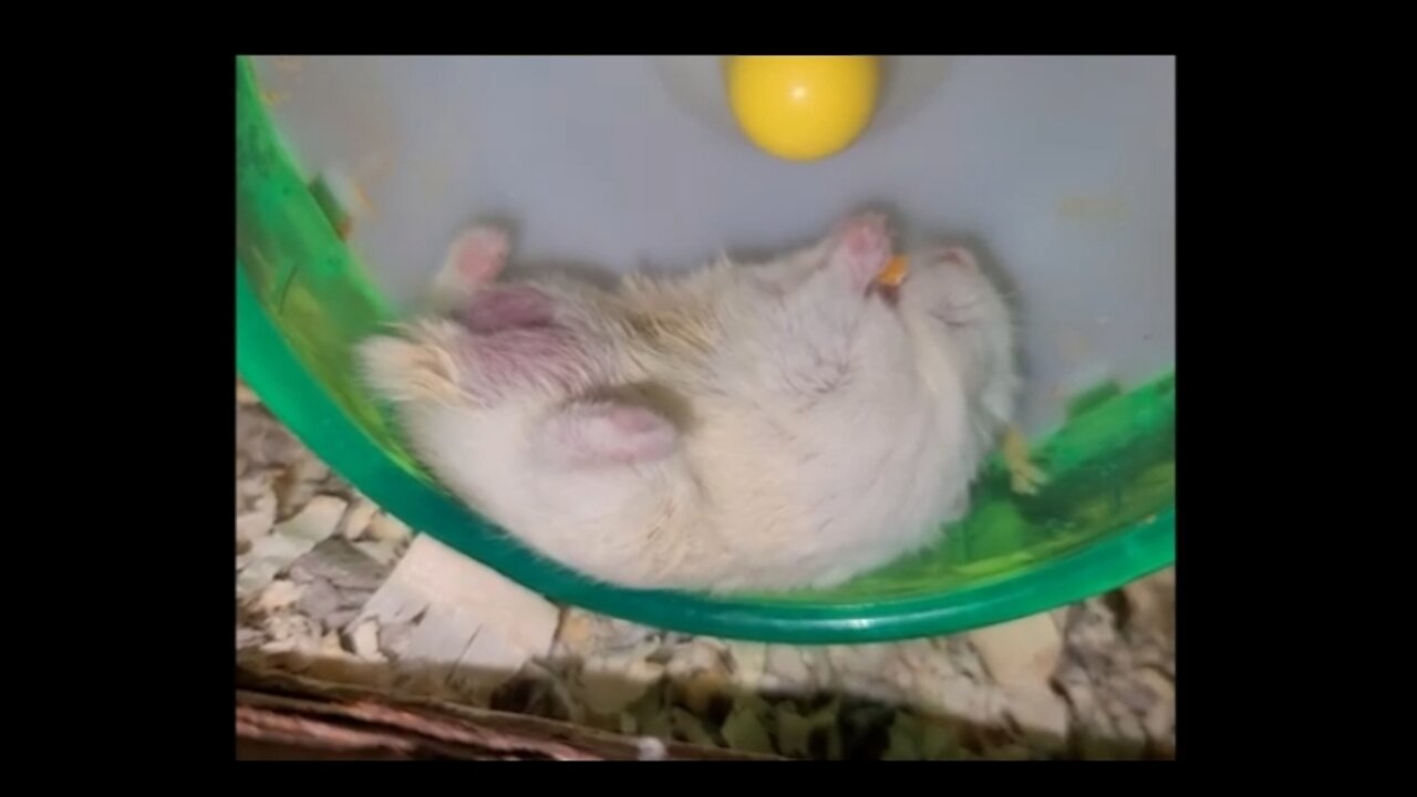 Omg hamster eats snack in laziest possible way