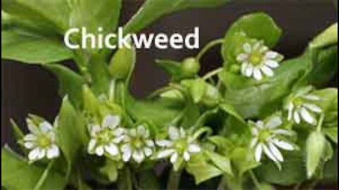 PFTTOT Part 154 Benefits of Chickweed