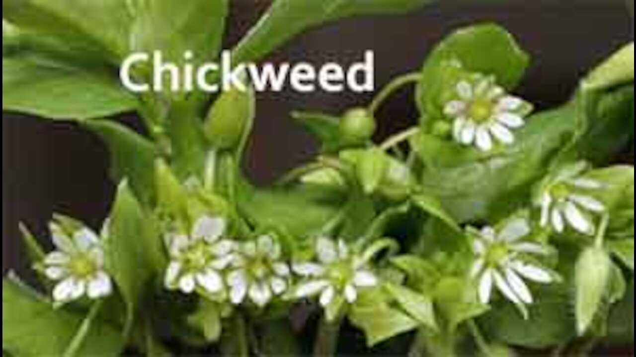 PFTTOT Part 154 Benefits of Chickweed