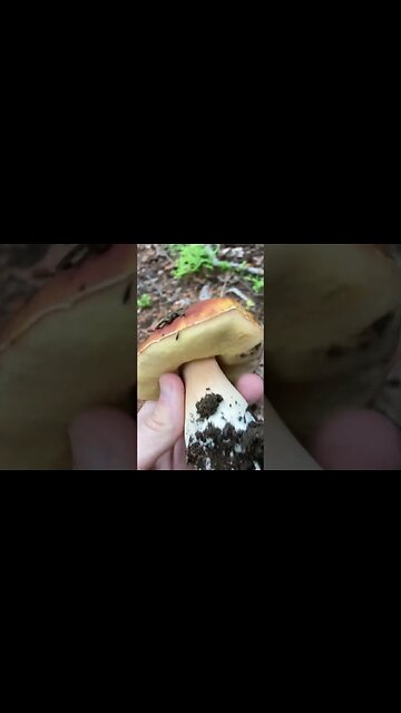 GIANT King Bolete Haul Colorado