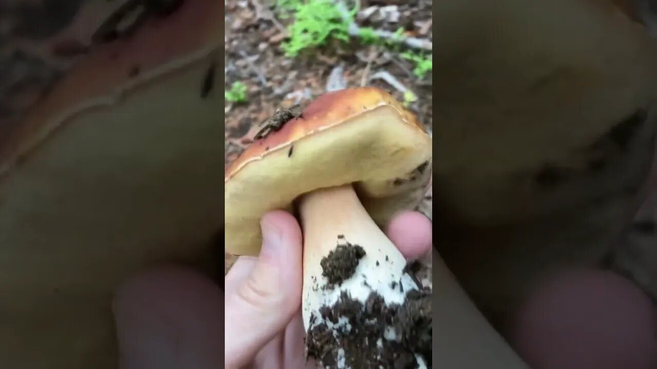 GIANT King Bolete Haul Colorado