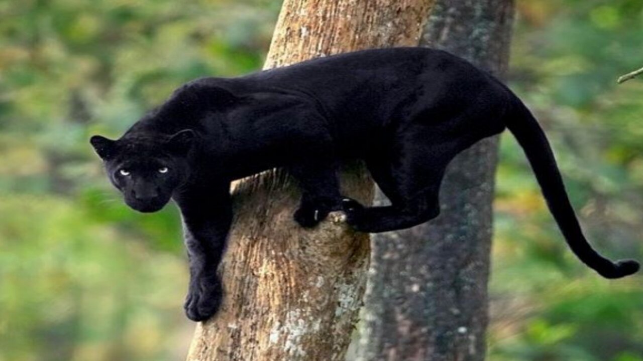 Did you know have to see black Jaguar