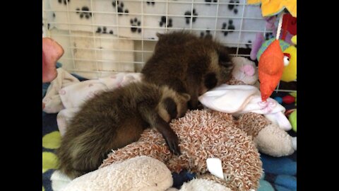 Baby raccoons are so much better -than TV!