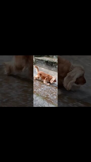 #dogshow, #amimals, #dogs, #shorts