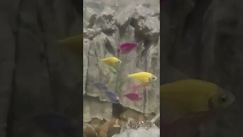 #ikanhiasairtawar #fish #shortvideo #shortsfeed