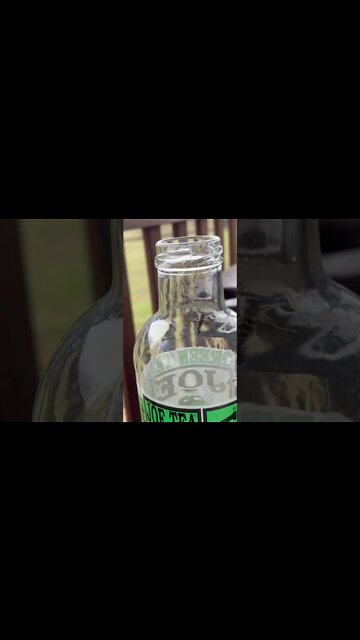 Bee stuck in a bottle