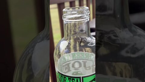 Bee stuck in a bottle