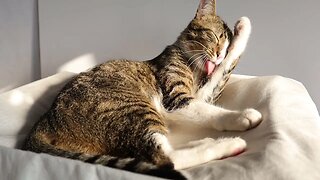 Cat Washes His Cute Red Nose