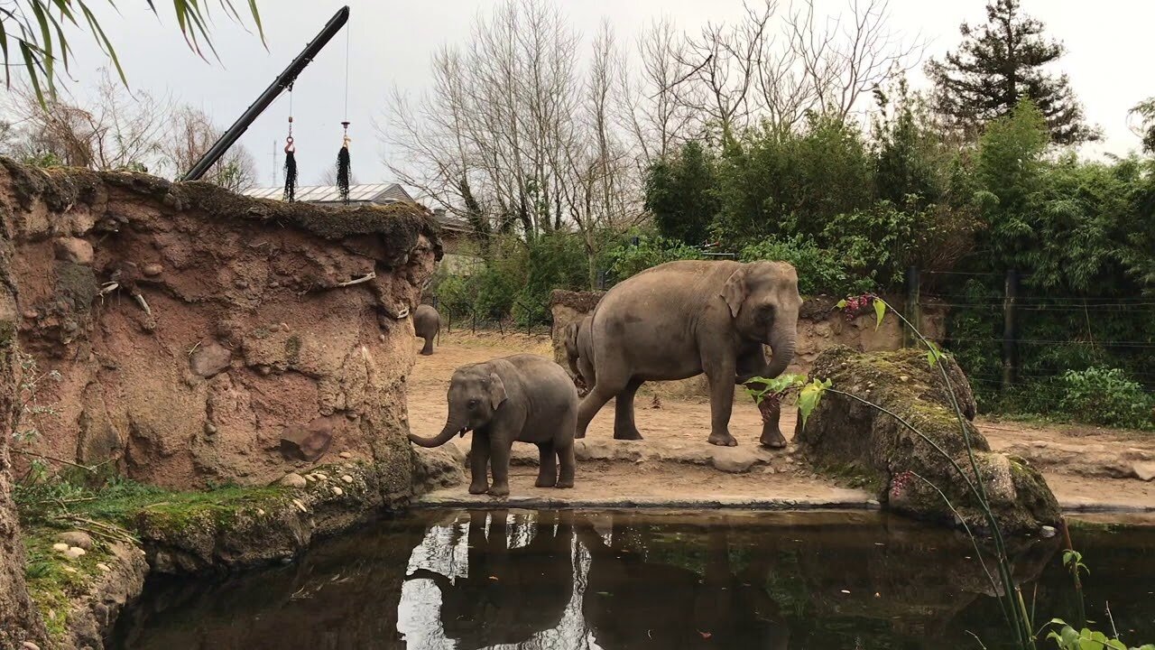 Asian Elephants at Dublin Zoo