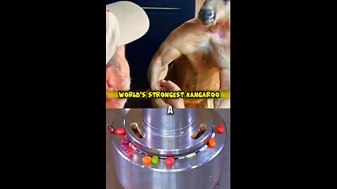 This Kangaroo is BUFF at!