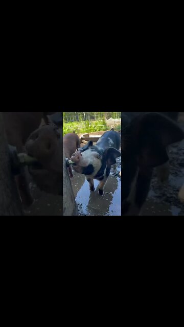 Don’t Preheat Your Bacon