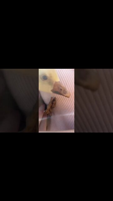 First cuddle with a gosling 14 October 2022