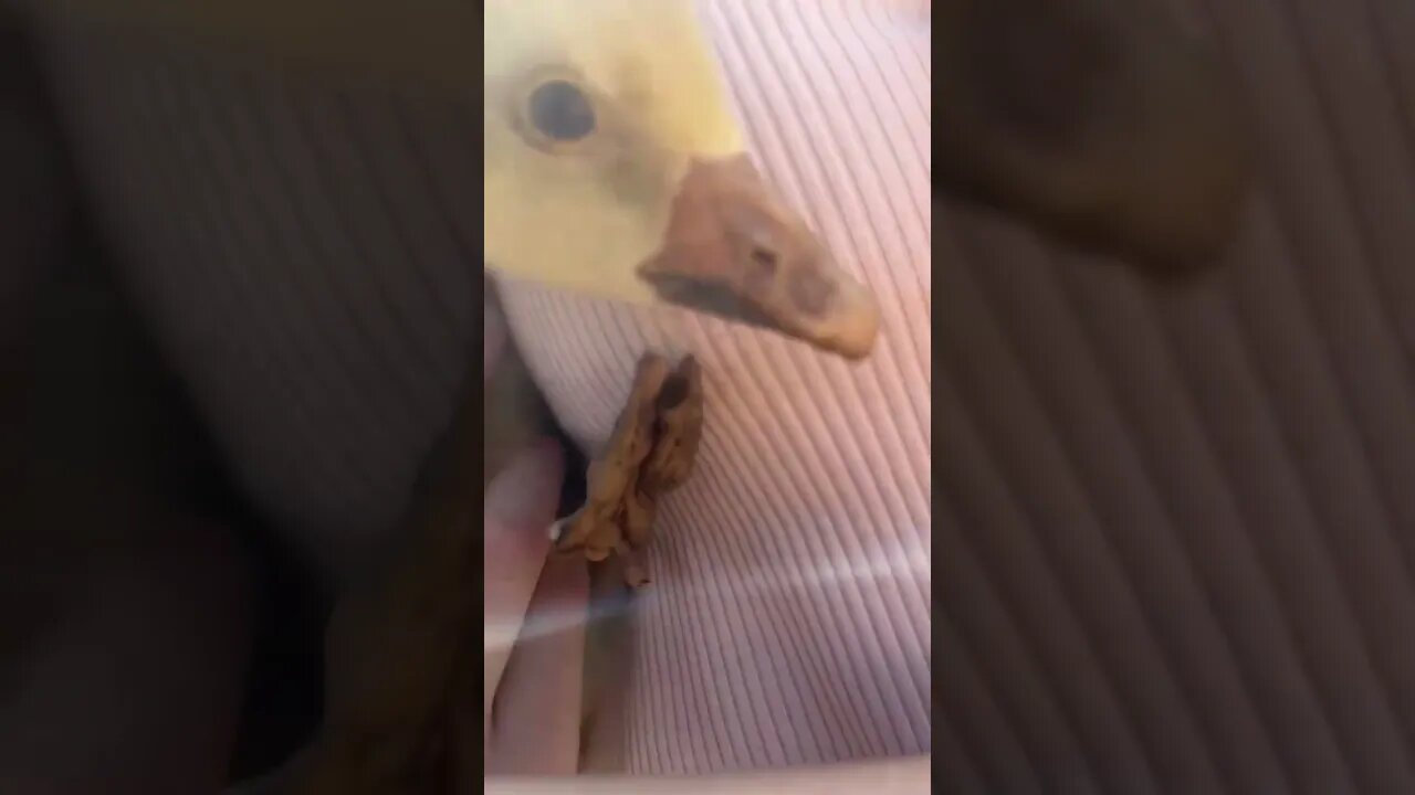 First cuddle with a gosling 14 October 2022