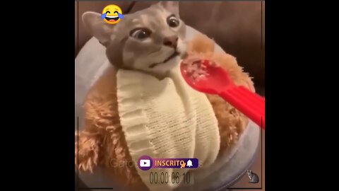 Cat reaction