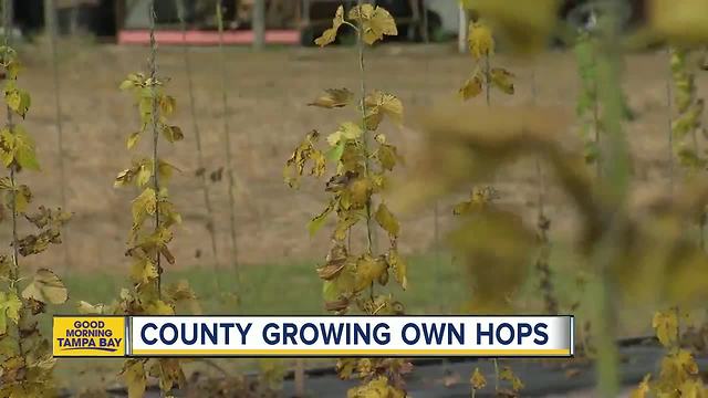 Tampa Bay's beer businesses buzzing about growing hops in Florida