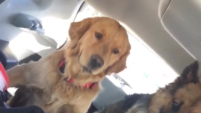 Woah! Brake CHECK! Dog flies in the car!