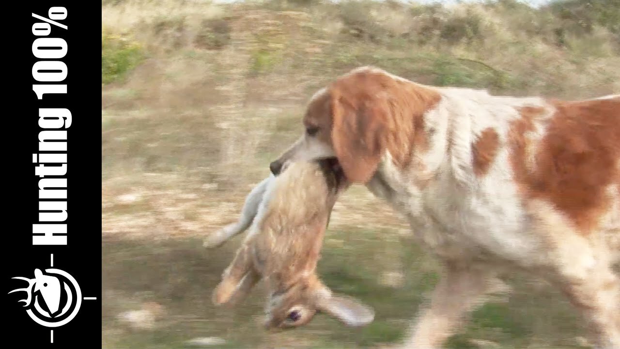 Rabbit Hunting in the South of France