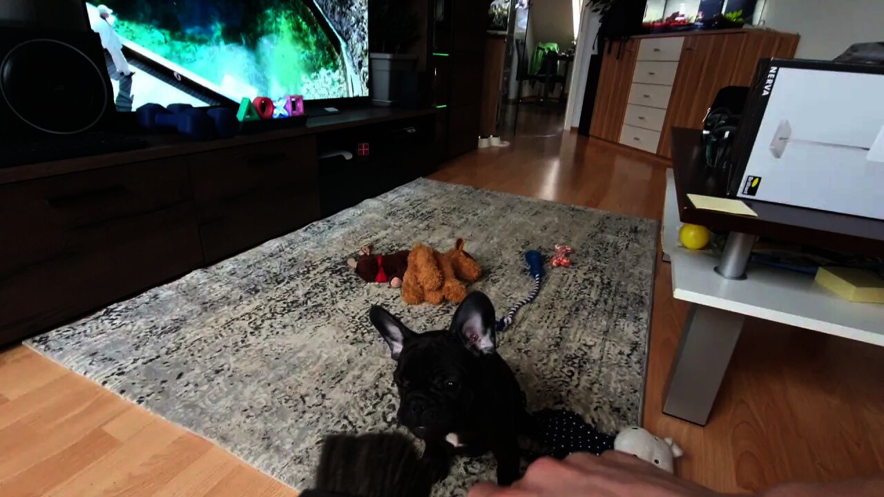 Puppy French Bulldog Blacky 🐶 💕 is fighting with a brush