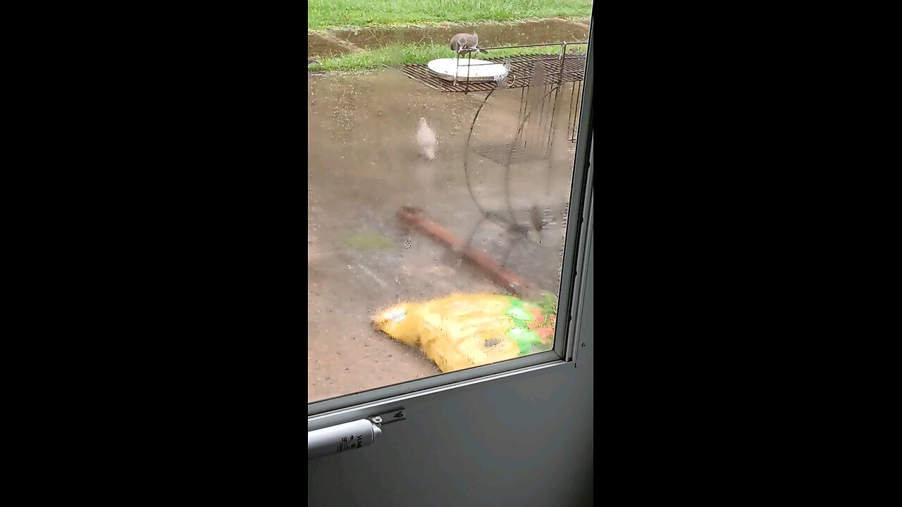 feeding the birds in the rain