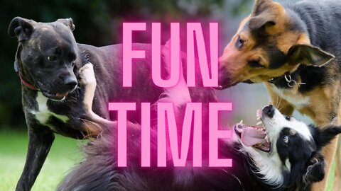 Fun Dog Videos - Sit on the Couch Because The Play Is Coming