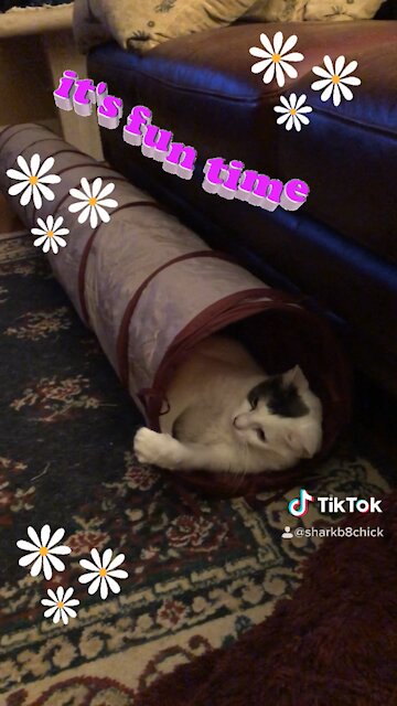 Sharky the cat playing