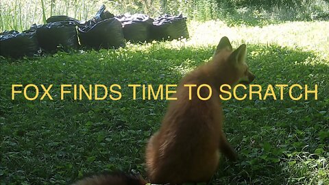 Fox Finds Time To Scratch
