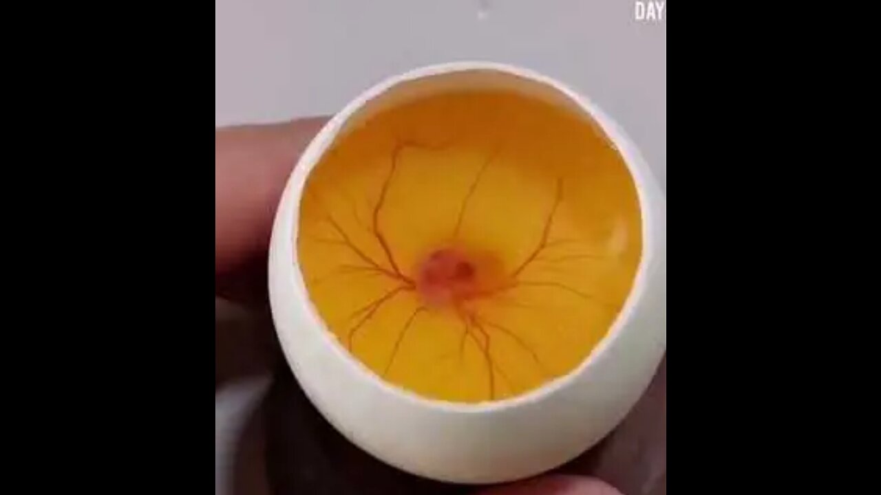 How A Chick Born From A Egg Interesting Video -