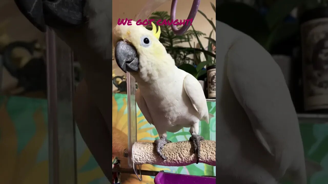 We got caught! 😳 #cutepets #shorts #parrot #cockatoo #dance