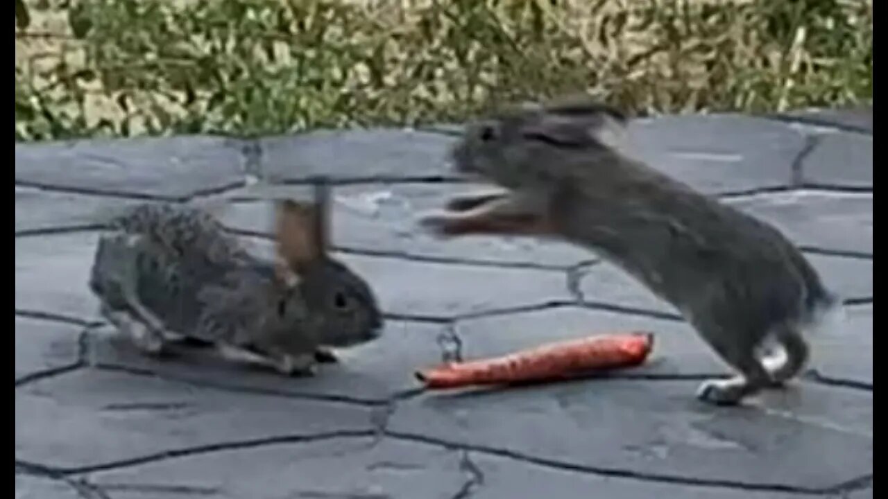 Bunnies Don't Share