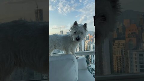 Not afraid of heights-brave Westie Dog #shortvideo #funny #dogsofinstagram #dogs