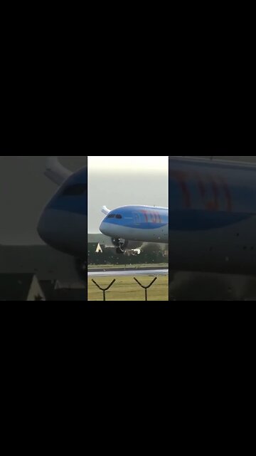 🕊️Too Many Birds🕊️