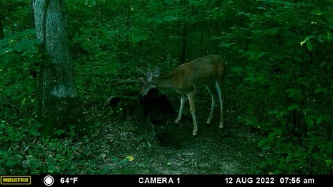 Little velvet buck is still growing