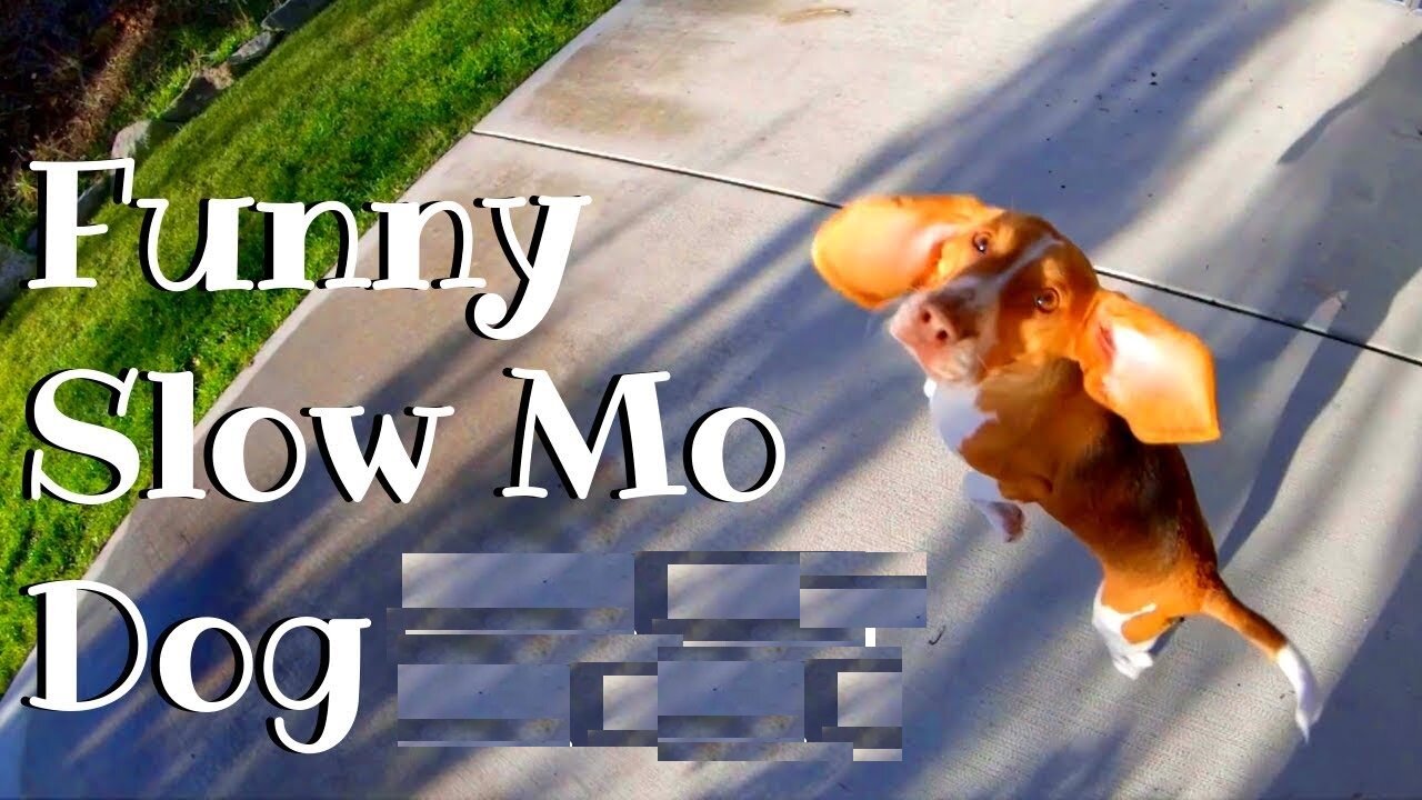 Slow Motion Dog Funny Video