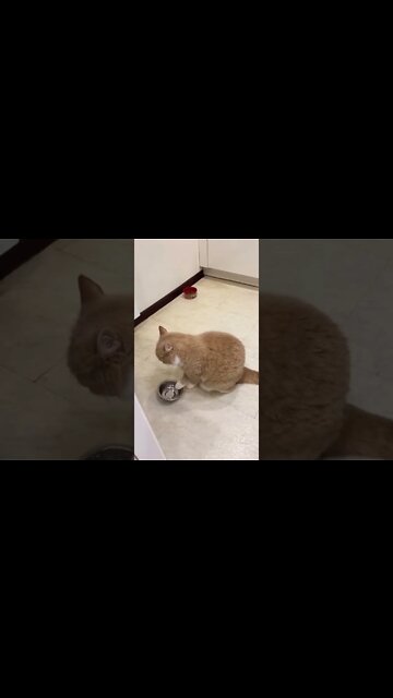 наши милые котики (5)