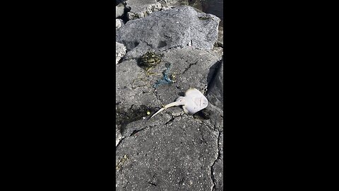 Shovel nose ray: playa del Rey jetty