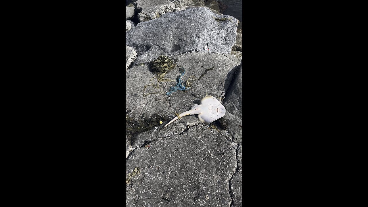 Shovel nose ray: playa del Rey jetty