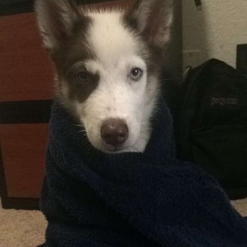 Husky hates shower, howls in protest!