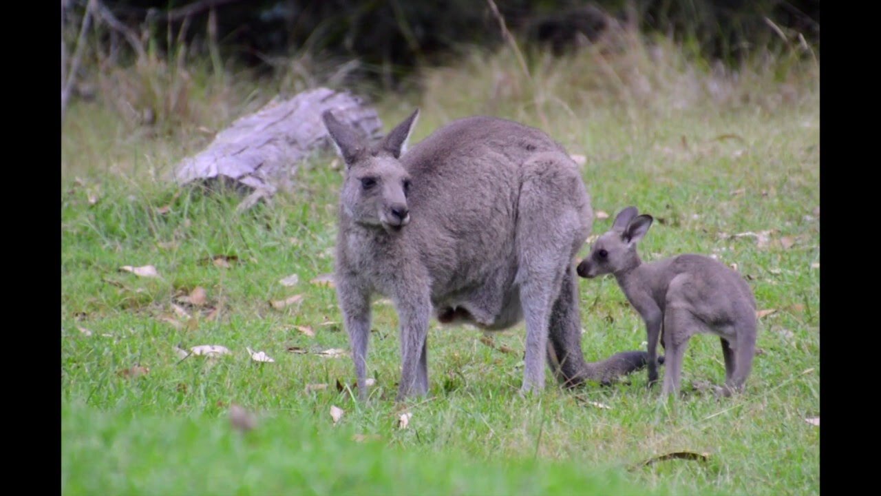 Australian Wildlife- Kangaroo Joey Tries His Legs