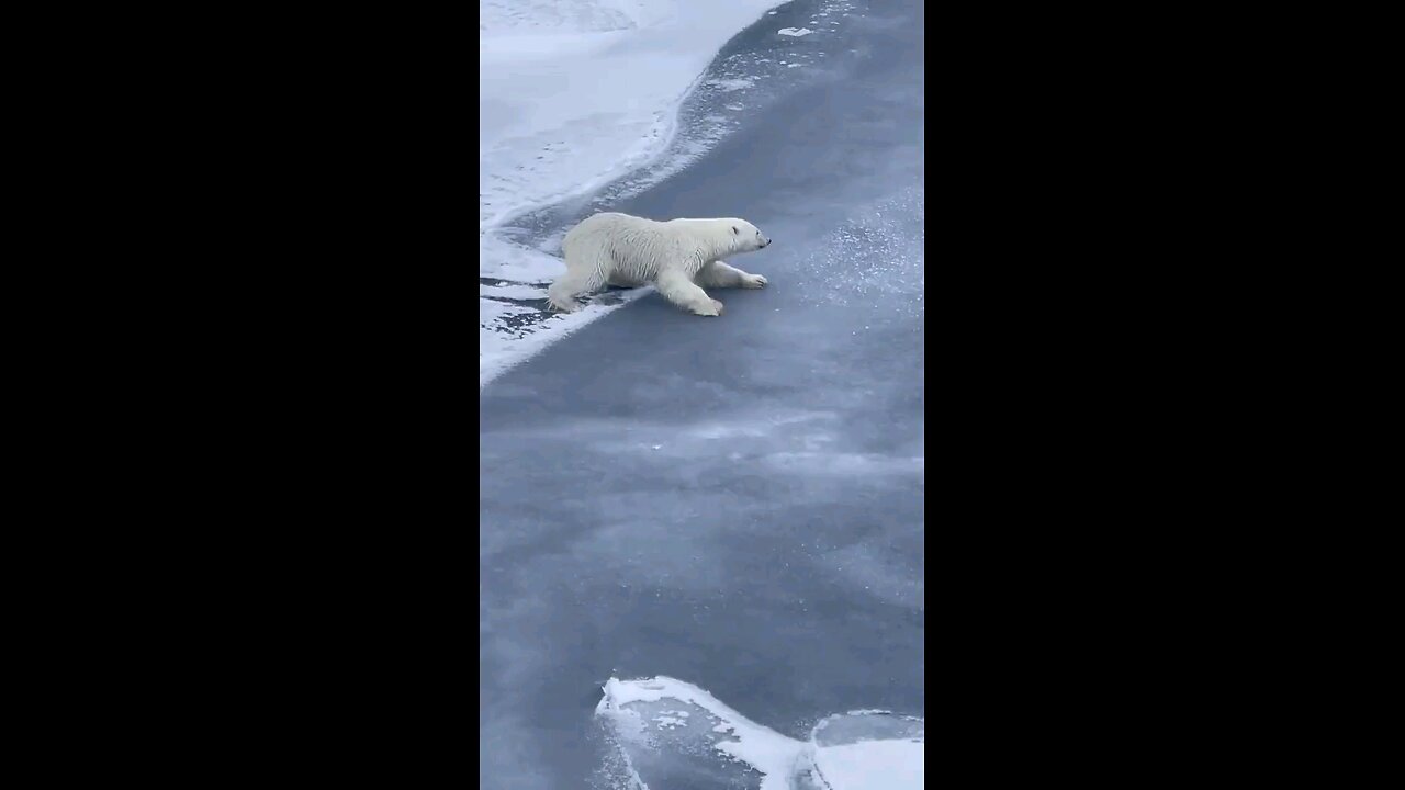 This is how a polar bear spreads its body weight to avoid falling through thin ice.