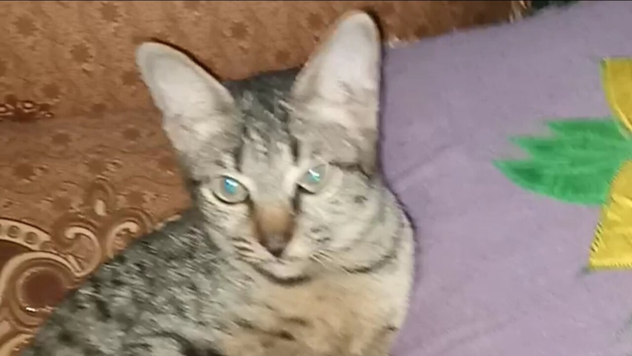 funny cat