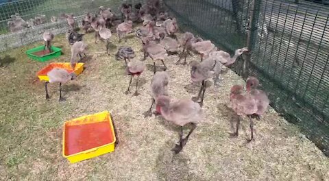 SOUTH AFRICA - Durban - The progress of the rescued flamingo chicks (Video) (W55)