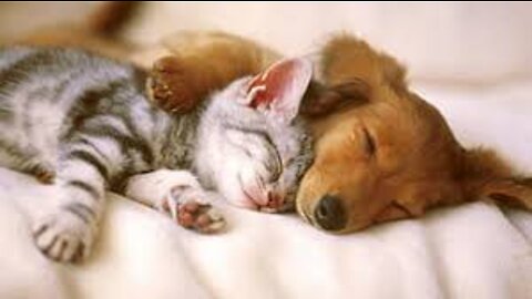 Happy puppies and kittens ! Awesome 😎 one