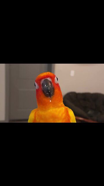 Parrot loves popcorn so much that he dances in excitement