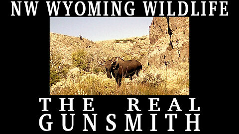 NW WYOMING WILDLIFE