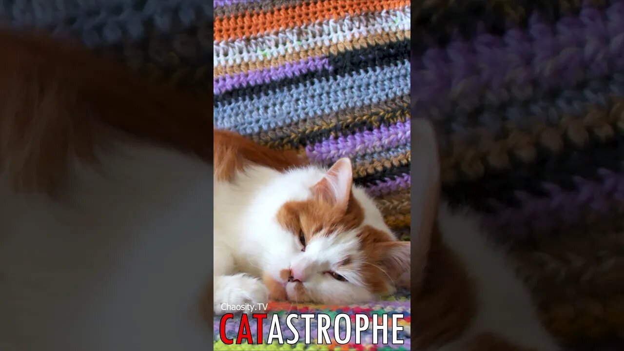 😼 #CATASTROPHE - Beneath the Hues: A Cat's Slumber in Vibrant Dreams 🐈