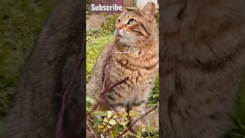 Cute Cat video🥰#shorts #catlover #catvideos #cats #trending