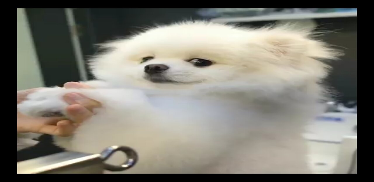 Puppy Getting Hair Cut