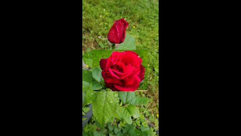 From Bud to Blossom #1