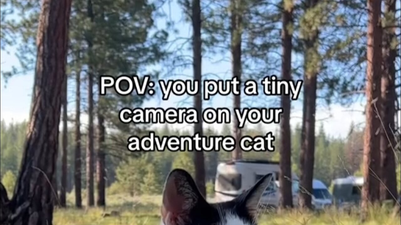 Pov Your Life as a Cat